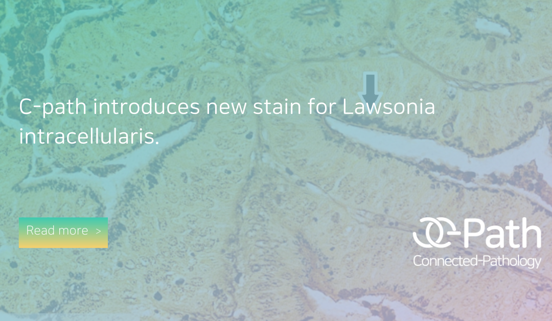 New stain for Lawsonia intracellularis